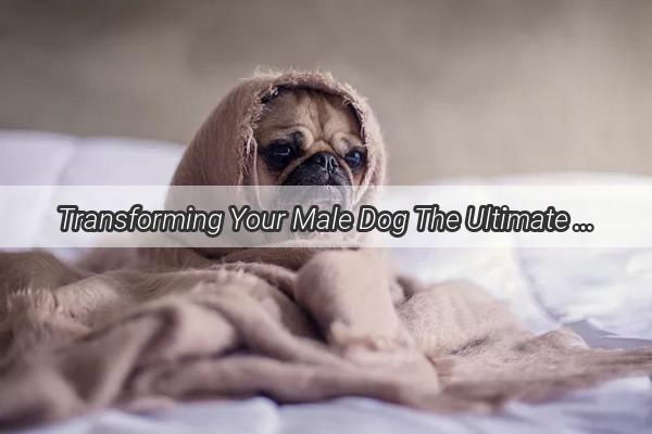 Transforming Your Male Dog The Ultimate Guide to Neutering Your Pup for a Healthier Happier Life